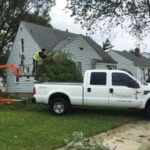 Tree Removal Timing: The Best Season to Safely Take Down a Tree