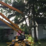 Who to Call for Help: How a Professional Tree Service Can Assess Your Trees
