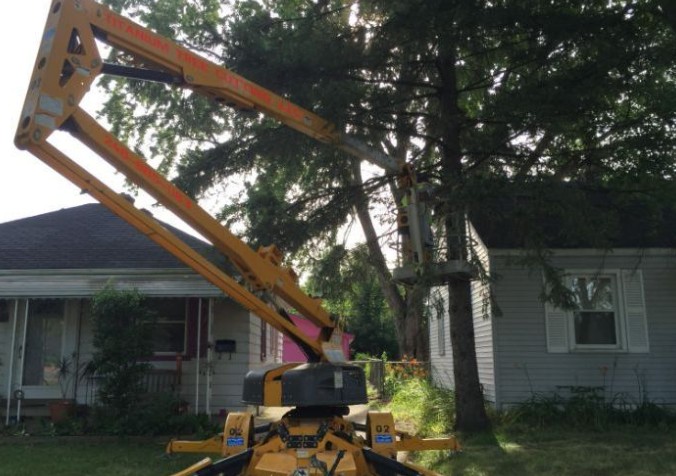 Who to Call for Help: How a Professional Tree Service Can Assess Your Trees