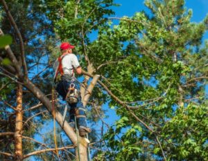 Tree Trimming Costs and Tree Removal Pricing by Size and Season